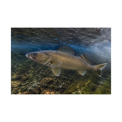 Walleye Underwater Matte Horizontal Poster — Freshwater Fish Wall Art for Anglers
